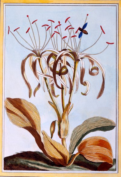 Sea Daffodil, c.1776 by Pierre Joseph Buchoz